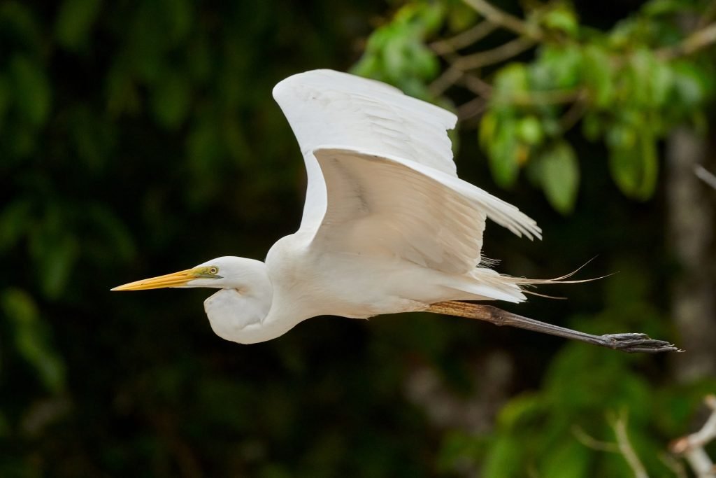 birds with long beaks