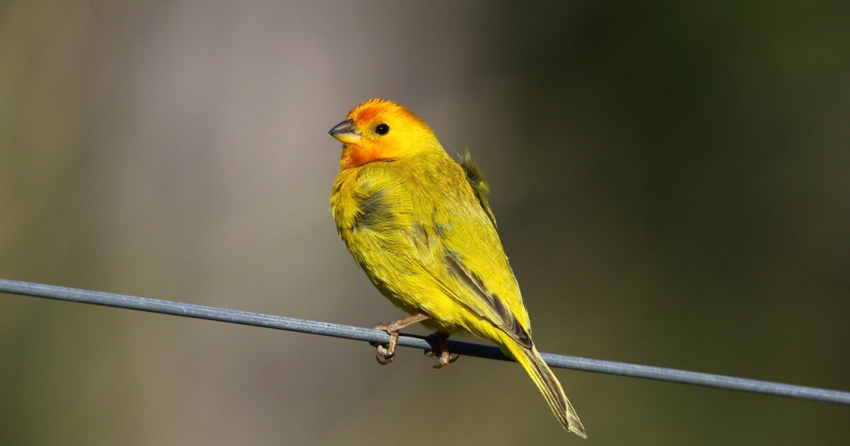 small yellow birds